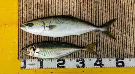 火遠理丸(ほおりまる) 釣果