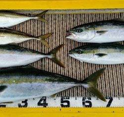 火遠理丸(ほおりまる) 釣果