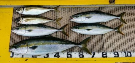 火遠理丸（ほおりまる） 釣果