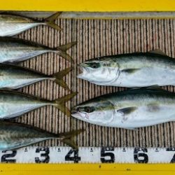 火遠理丸(ほおりまる) 釣果