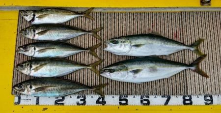 火遠理丸(ほおりまる) 釣果