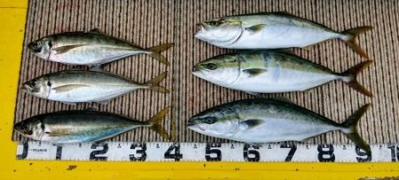 火遠理丸(ほおりまる) 釣果