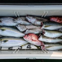 火遠理丸(ほおりまる) 釣果