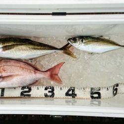 火遠理丸(ほおりまる) 釣果