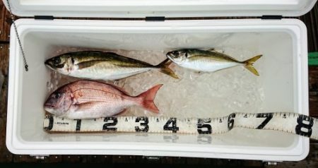 火遠理丸(ほおりまる) 釣果