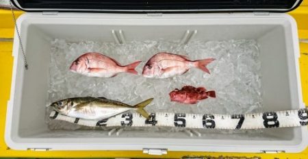 火遠理丸(ほおりまる) 釣果