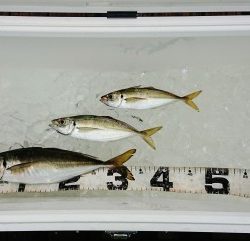 火遠理丸(ほおりまる) 釣果