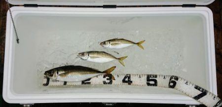 火遠理丸(ほおりまる) 釣果