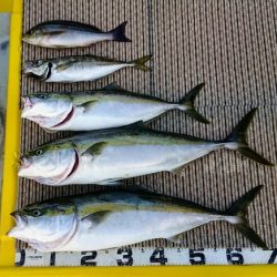 火遠理丸(ほおりまる) 釣果