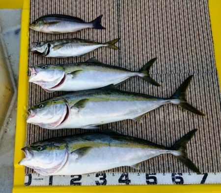 火遠理丸（ほおりまる） 釣果