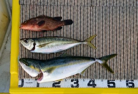 火遠理丸(ほおりまる) 釣果