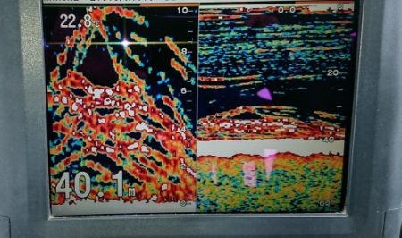 火遠理丸(ほおりまる) 釣果