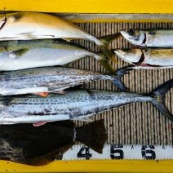 火遠理丸(ほおりまる) 釣果