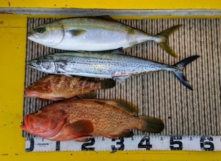 火遠理丸（ほおりまる） 釣果