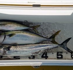 火遠理丸(ほおりまる) 釣果