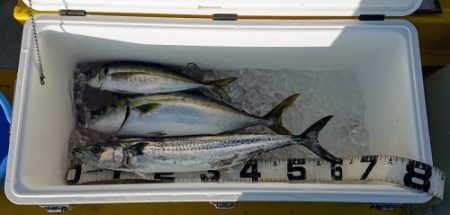 火遠理丸(ほおりまる) 釣果