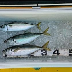 火遠理丸(ほおりまる) 釣果