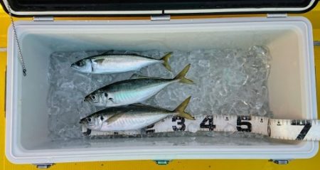 火遠理丸(ほおりまる) 釣果