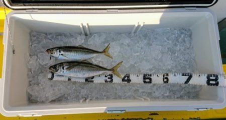 火遠理丸(ほおりまる) 釣果