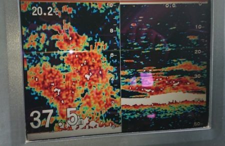 火遠理丸(ほおりまる) 釣果