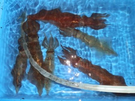 第二むつ漁丸 釣果