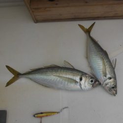 開進丸 釣果