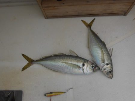 開進丸 釣果