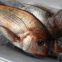 こうゆう丸 釣果