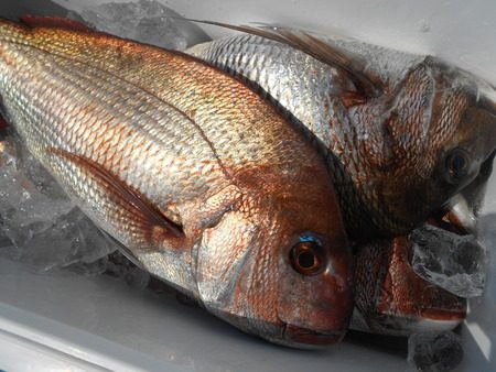 こうゆう丸 釣果