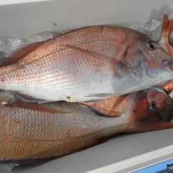 こうゆう丸 釣果