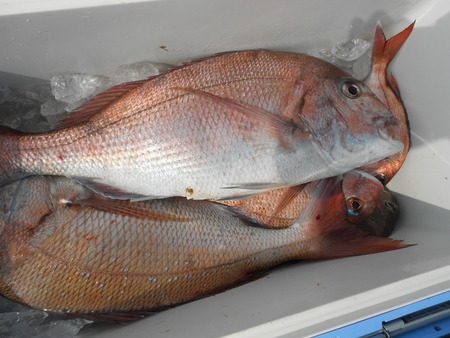 こうゆう丸 釣果