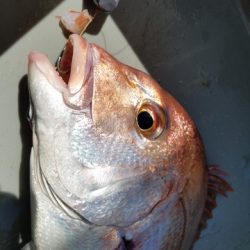 遊漁船 ニライカナイ 釣果