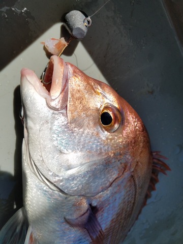 遊漁船 ニライカナイ 釣果
