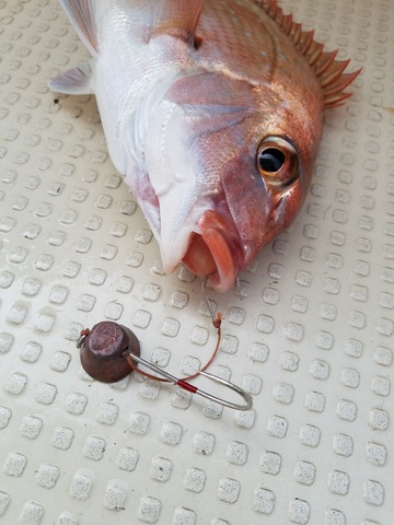 遊漁船　ニライカナイ 釣果