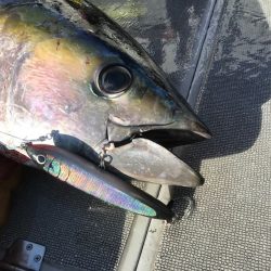 へいみつ丸 釣果