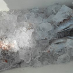 こうゆう丸 釣果