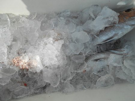 こうゆう丸 釣果