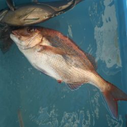 こうゆう丸 釣果