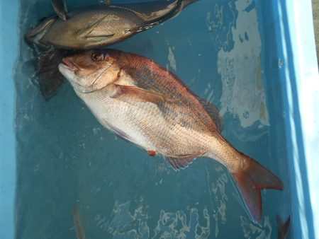 こうゆう丸 釣果