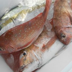 こうゆう丸 釣果