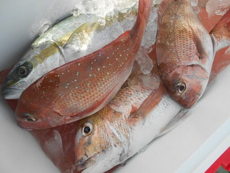 こうゆう丸 釣果