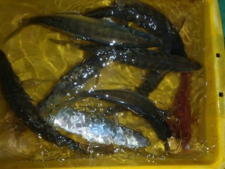 第二むつ漁丸 釣果