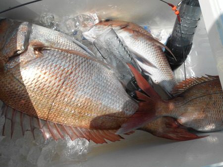 こうゆう丸 釣果