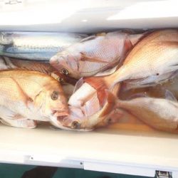 第二むつ漁丸 釣果