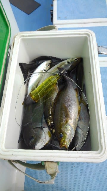 誠いち丸 釣果
