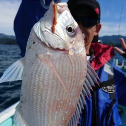 シードリーム 釣果