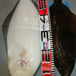 魁皇 釣果