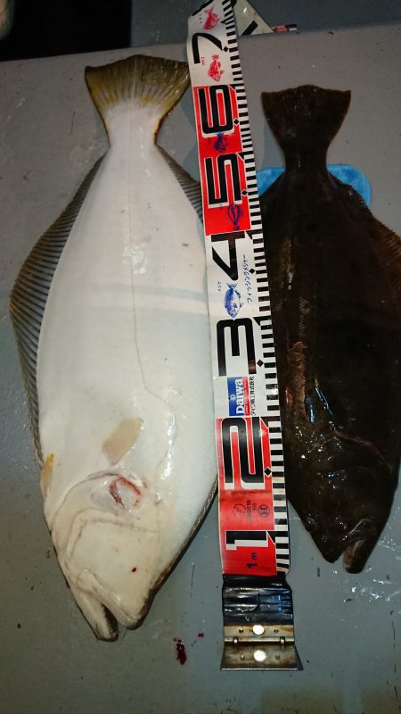 魁皇 釣果