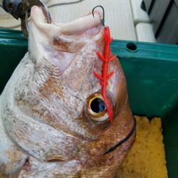 遊漁船 ニライカナイ 釣果