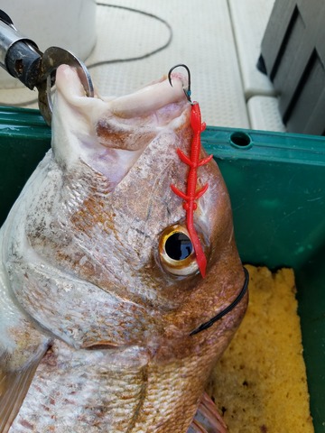 遊漁船 ニライカナイ 釣果